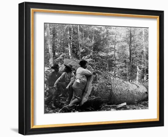 Giant Poplar on the William Sic, West Virginia-null-Framed Photo