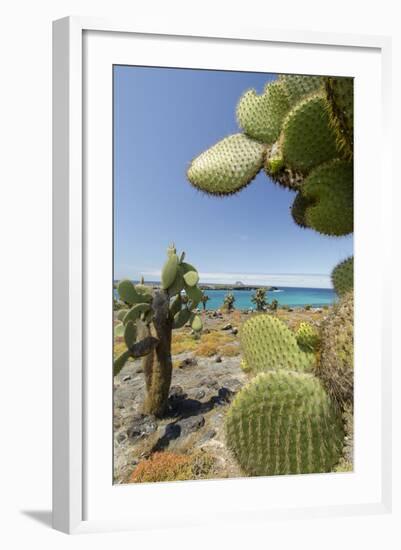 Giant Prickly Pear Cactus, South Plaza Island, Galapagos, Ecuador-Cindy Miller Hopkins-Framed Photographic Print