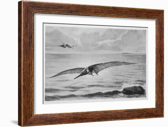 Giant Pterodactyl the Pteranodon with a Wing-Spread of Some 6 Metres from the Cretaceous Period-null-Framed Art Print