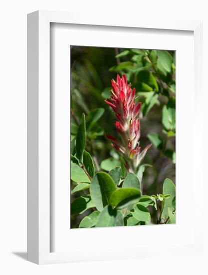 Giant red Indian paintbrush, Lakeshore Trail, Colter Bay, Grand Tetons National Park, Wyoming, USA-Roddy Scheer-Framed Photographic Print