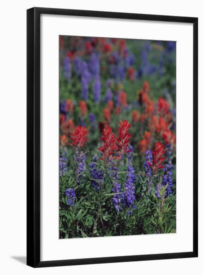 Giant Red Paintbrush and Lupine-DLILLC-Framed Photographic Print