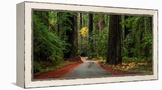 Giant Redwood trees along a forest, Humboldt Redwoods State Park, California, USA-null-Framed Premier Image Canvas