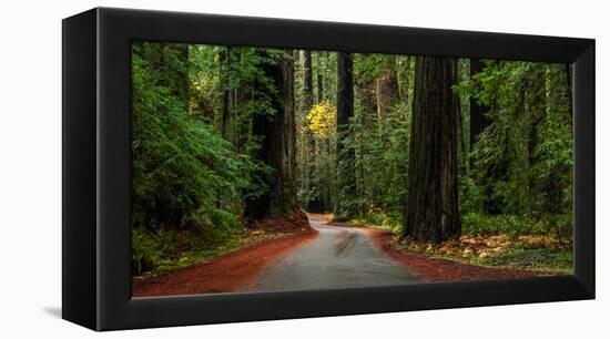 Giant Redwood trees along a forest, Humboldt Redwoods State Park, California, USA-null-Framed Premier Image Canvas