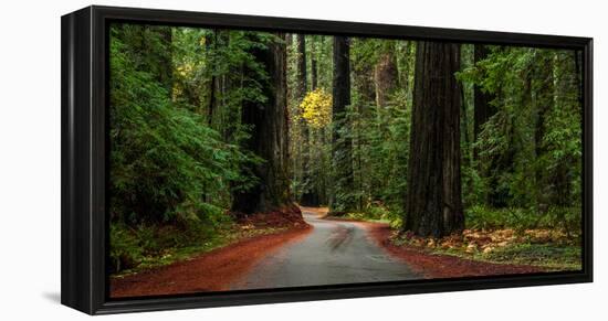 Giant Redwood trees along a forest, Humboldt Redwoods State Park, California, USA-null-Framed Premier Image Canvas