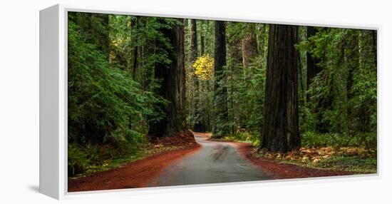 Giant Redwood trees along a forest, Humboldt Redwoods State Park, California, USA-null-Framed Premier Image Canvas