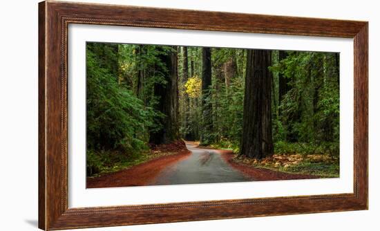 Giant Redwood trees along a forest, Humboldt Redwoods State Park, California, USA-null-Framed Photographic Print