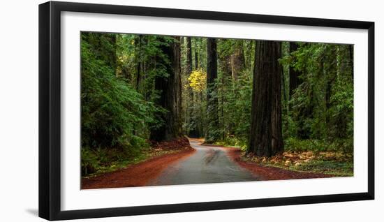 Giant Redwood trees along a forest, Humboldt Redwoods State Park, California, USA-null-Framed Photographic Print