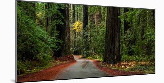 Giant Redwood trees along a forest, Humboldt Redwoods State Park, California, USA-null-Mounted Photographic Print