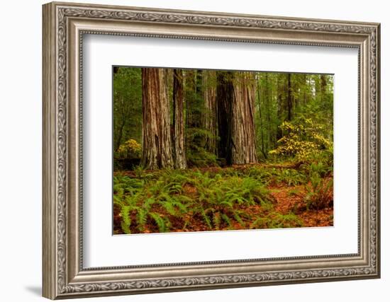 Giant Redwood trees and ferns leaves in a forest, Humboldt Redwoods State Park, California, USA-null-Framed Photographic Print