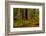 Giant Redwood trees and ferns leaves in a forest, Humboldt Redwoods State Park, California, USA-null-Framed Photographic Print