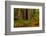 Giant Redwood trees and ferns leaves in a forest, Humboldt Redwoods State Park, California, USA-null-Framed Photographic Print