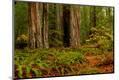 Photographic Print