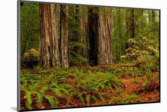 Giant Redwood trees and ferns leaves in a forest, Humboldt Redwoods State Park, California, USA-null-Mounted Photographic Print