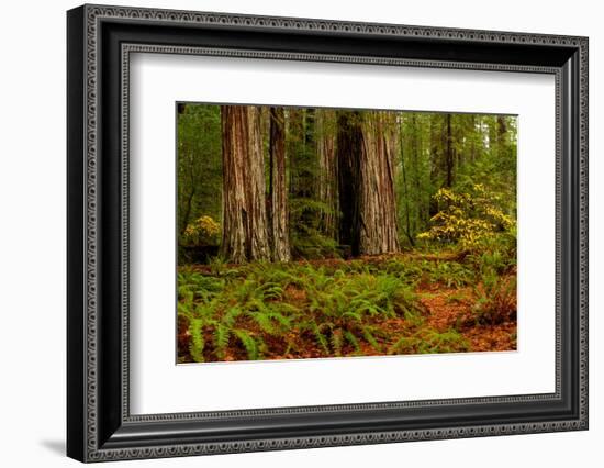 Giant Redwood trees and ferns leaves in a forest, Humboldt Redwoods State Park, California, USA-null-Framed Photographic Print