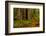 Giant Redwood trees and ferns leaves in a forest, Humboldt Redwoods State Park, California, USA-null-Framed Photographic Print