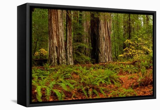 Giant Redwood trees and ferns leaves in a forest, Humboldt Redwoods State Park, California, USA-null-Framed Premier Image Canvas
