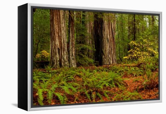 Giant Redwood trees and ferns leaves in a forest, Humboldt Redwoods State Park, California, USA-null-Framed Premier Image Canvas