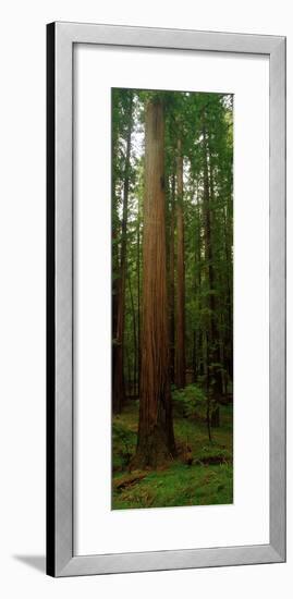 Giant Redwood Trees Ave of the Giants Redwood National Park Northern CA-null-Framed Photographic Print