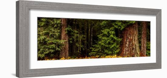 Giant Redwood trees in a forest, Humboldt Redwoods State Park, California, USA-null-Framed Photographic Print