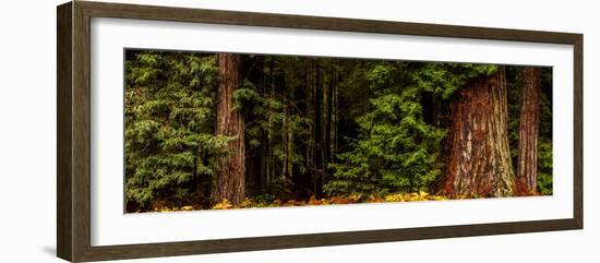 Giant Redwood trees in a forest, Humboldt Redwoods State Park, California, USA-null-Framed Photographic Print