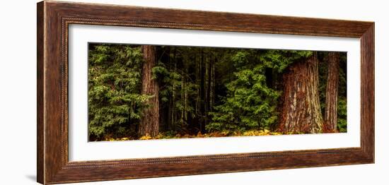 Giant Redwood trees in a forest, Humboldt Redwoods State Park, California, USA-null-Framed Photographic Print