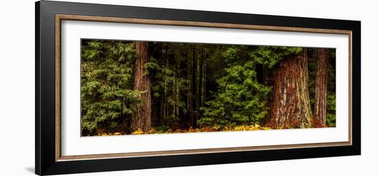 Giant Redwood trees in a forest, Humboldt Redwoods State Park, California, USA-null-Framed Photographic Print