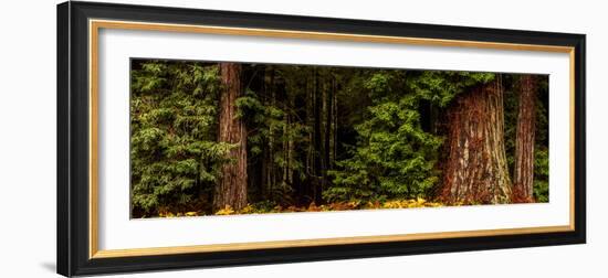 Giant Redwood trees in a forest, Humboldt Redwoods State Park, California, USA-null-Framed Photographic Print