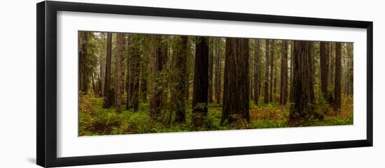 Giant Redwood trees in a forest, Humboldt Redwoods State Park, California, USA-null-Framed Photographic Print