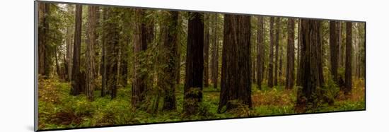 Giant Redwood trees in a forest, Humboldt Redwoods State Park, California, USA-null-Mounted Photographic Print