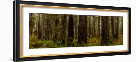 Giant Redwood trees in a forest, Humboldt Redwoods State Park, California, USA-null-Framed Photographic Print