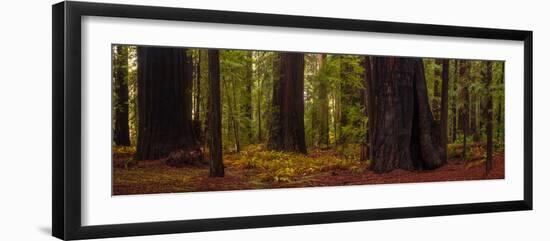 Giant Redwood trees in a forest, Humboldt Redwoods State Park, California, USA-null-Framed Photographic Print