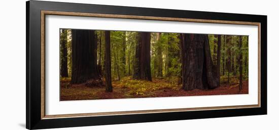 Giant Redwood trees in a forest, Humboldt Redwoods State Park, California, USA-null-Framed Photographic Print