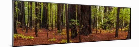 Giant Redwood trees in a forest, Humboldt Redwoods State Park, California, USA-null-Mounted Photographic Print