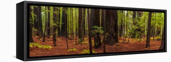 Giant Redwood trees in a forest, Humboldt Redwoods State Park, California, USA-null-Framed Premier Image Canvas