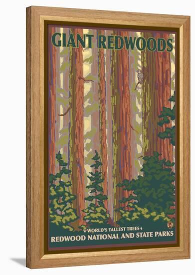 Giant Redwoods, Redwood National Park, California-Lantern Press-Framed Stretched Canvas