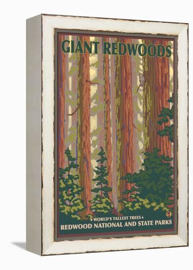 Giant Redwoods, Redwood National Park, California-Lantern Press-Framed Stretched Canvas