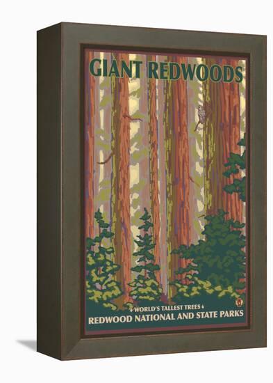 Giant Redwoods, Redwood National Park, California-Lantern Press-Framed Stretched Canvas