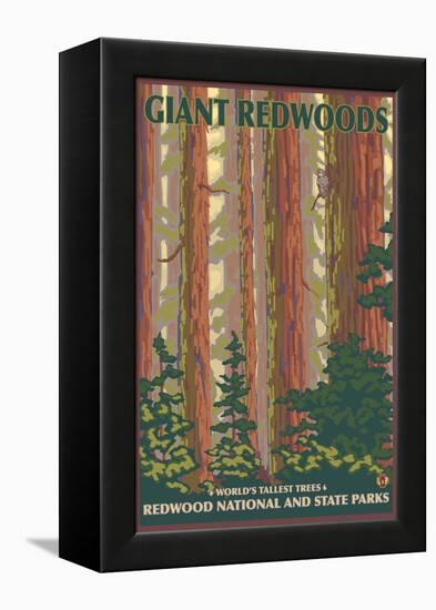 Giant Redwoods, Redwood National Park, California-Lantern Press-Framed Stretched Canvas