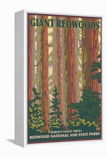 Giant Redwoods, Redwood National Park, California-Lantern Press-Framed Stretched Canvas