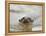 Giant River Otter, Pantanal, Brazil-Joe & Mary Ann McDonald-Framed Premier Image Canvas