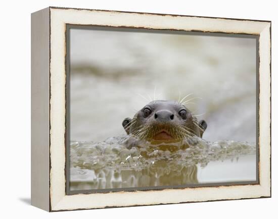 Giant River Otter, Pantanal, Brazil-Joe & Mary Ann McDonald-Framed Premier Image Canvas