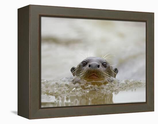 Giant River Otter, Pantanal, Brazil-Joe & Mary Ann McDonald-Framed Premier Image Canvas