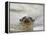 Giant River Otter, Pantanal, Brazil-Joe & Mary Ann McDonald-Framed Premier Image Canvas