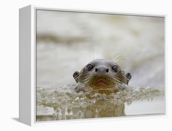 Giant River Otter, Pantanal, Brazil-Joe & Mary Ann McDonald-Framed Premier Image Canvas