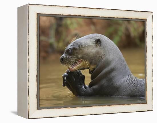 Giant River Otter, Pantanal, Brazil-Joe & Mary Ann McDonald-Framed Premier Image Canvas