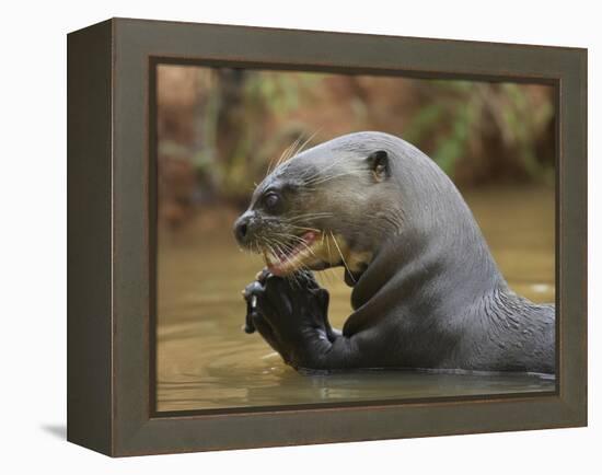 Giant River Otter, Pantanal, Brazil-Joe & Mary Ann McDonald-Framed Premier Image Canvas