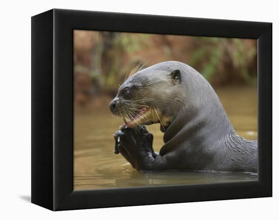 Giant River Otter, Pantanal, Brazil-Joe & Mary Ann McDonald-Framed Premier Image Canvas