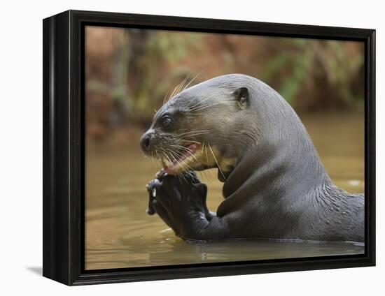 Giant River Otter, Pantanal, Brazil-Joe & Mary Ann McDonald-Framed Premier Image Canvas