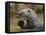 Giant River Otter, Pantanal, Brazil-Joe & Mary Ann McDonald-Framed Premier Image Canvas