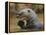 Giant River Otter, Pantanal, Brazil-Joe & Mary Ann McDonald-Framed Premier Image Canvas